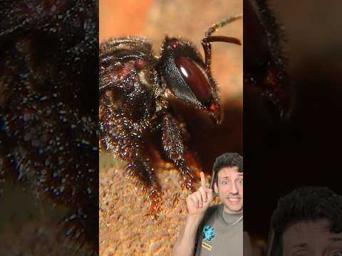Vulture Bees make meat honey