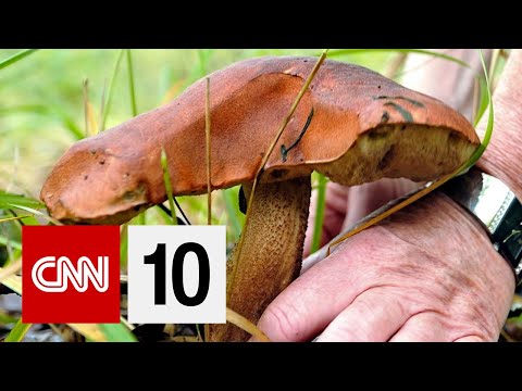 Could Mushrooms Be Key To Replacing Plastic?