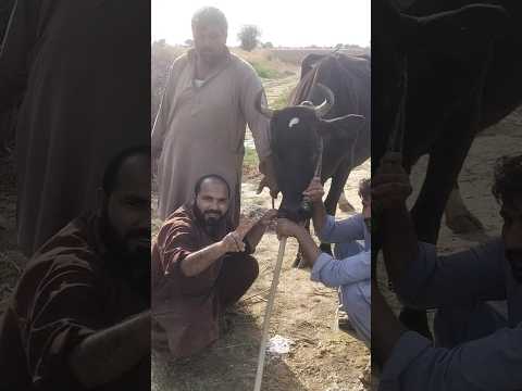 Impaction of Rumen | vet dr mudassir | #veterinarypharmacist #cow #vet #animaldoctor #ruminants