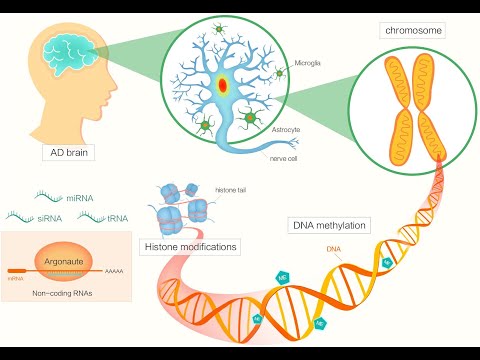 Decoding Epigenetic Regulation in Diseases (3 Minutes)