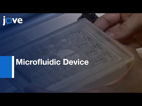 Microfluidic Device for imaging of S. venezuelae Life cycle | Protocol Preview