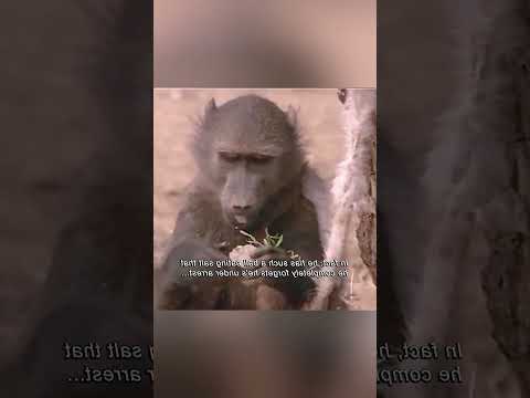 He Tricked the Monkey… But What Happened Next Will Blow Your Mind! 🐒😲💧 #SurvivalHack #ViralShorts