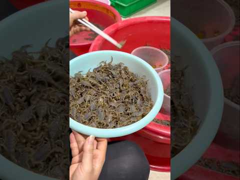 Would You Eat Scorpions? Shocking Chinese Street Food Challenge!#scorpion #food
