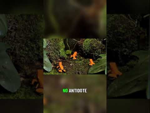 The Toxic Power of Batrachutoxin Revealed ⚠️