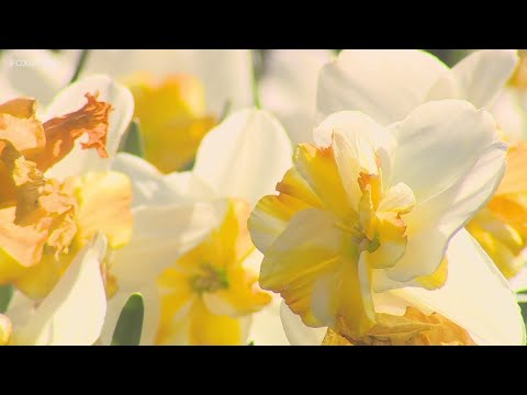 A look at 2025 Daffodil Festival in Meriden, happening this weekend