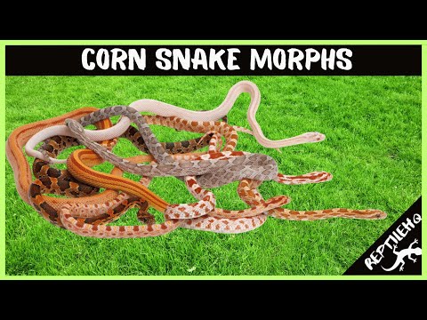 10 Most Popular Corn Snake Morphs!