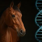 2025 Antiquarian Equine Genomics: Unveiling the Hidden DNA Secrets That Will Transform Heritage Horse Breeding by 2030